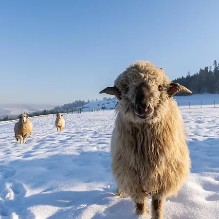 Spisz Dom 12 Osob, Podgrzewany Basen, Sauna, Jacuzzi- Velo Czorsztyn, בית הארחה נידז'יקה זאמק